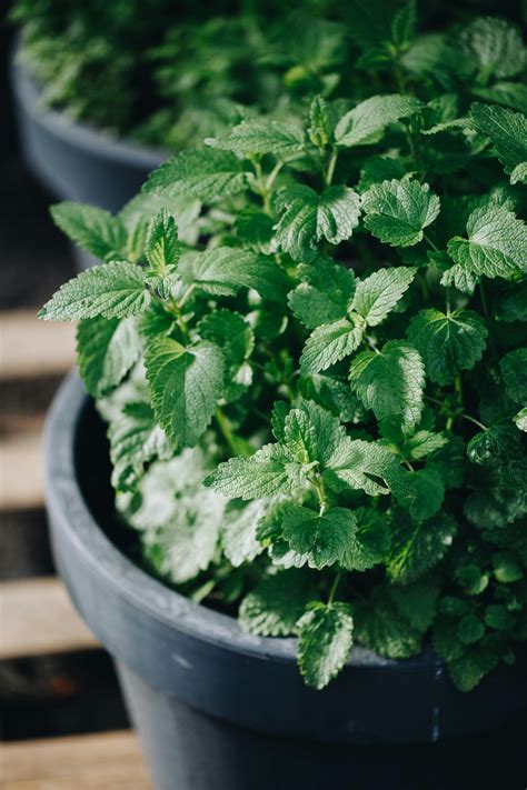 植物學|植物学